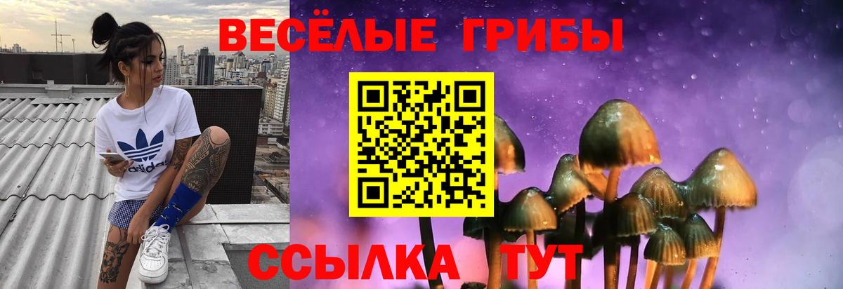 Галлюциногенные грибы Psilocybe Черногорск